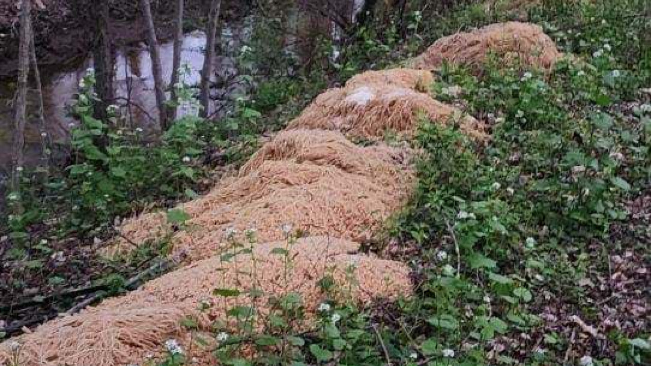 新澤西女溪邊發現500磅被棄置意粉　當地傳媒：發現有人將屋內大量過期意粉扔走