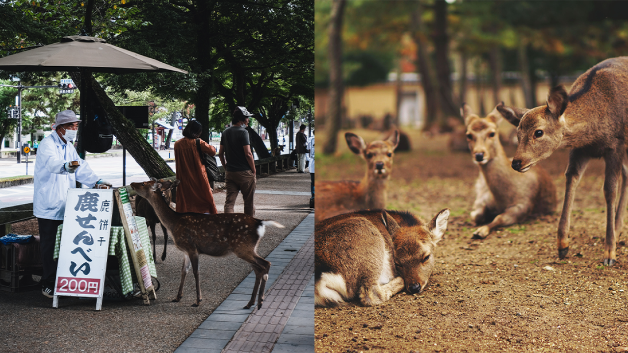 日本奈良鹿被報復式餵食 一地鹿餅無鹿吼！寧吃這「東東」