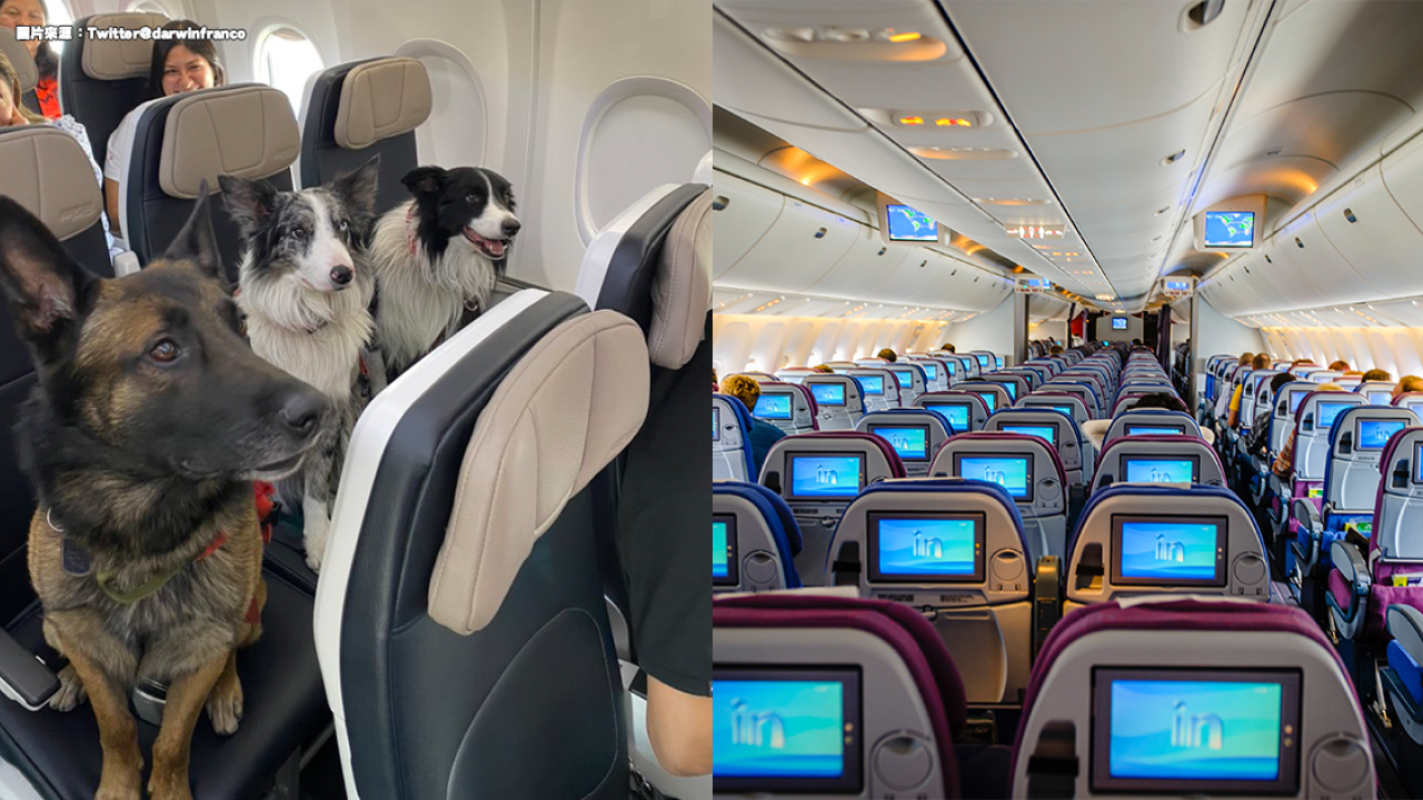 機艙3隻狗狗排排坐吸Likes 真實身份是英雄！附寵物外遊須知
