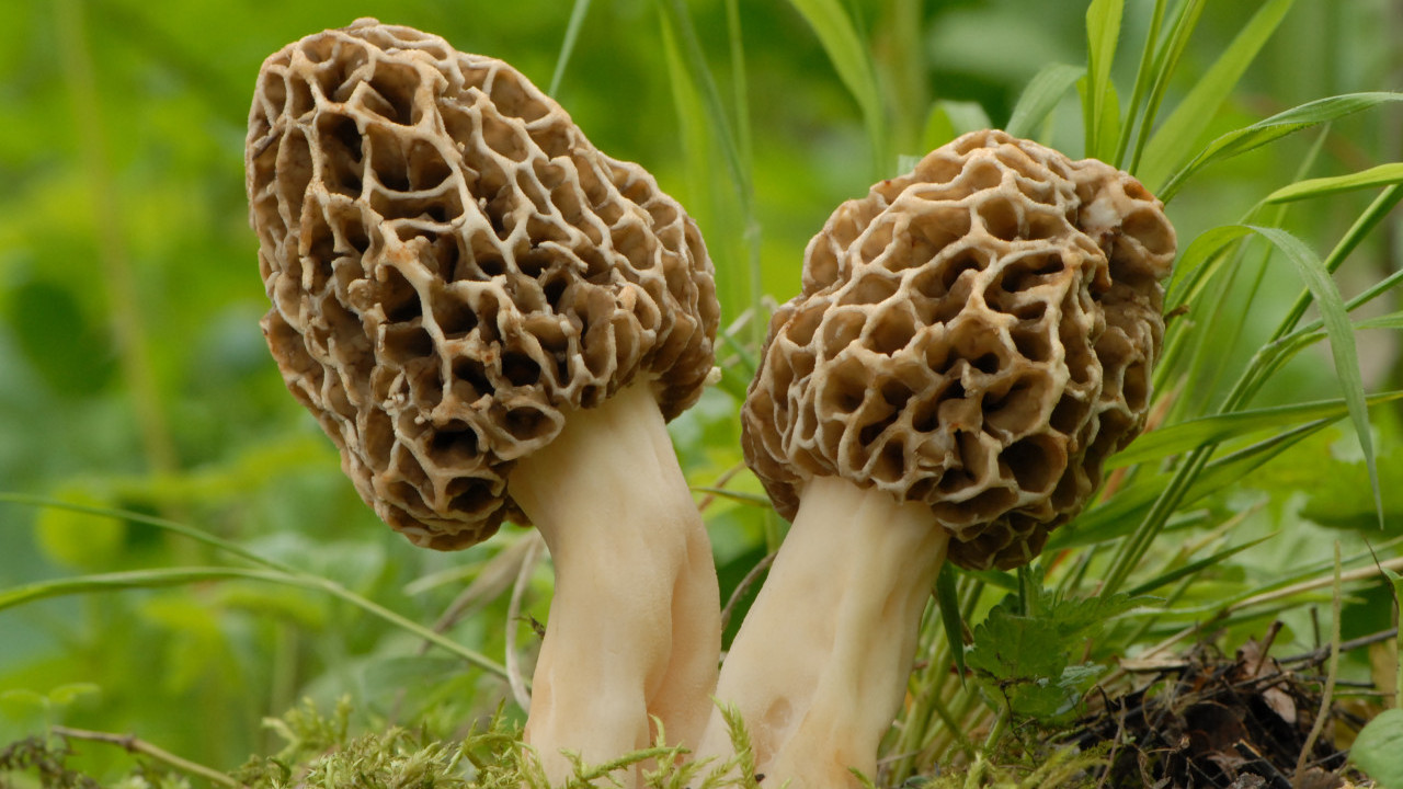 美壽司店爆食物中毒2死41人不適 疑中國進口羊肚菌引致