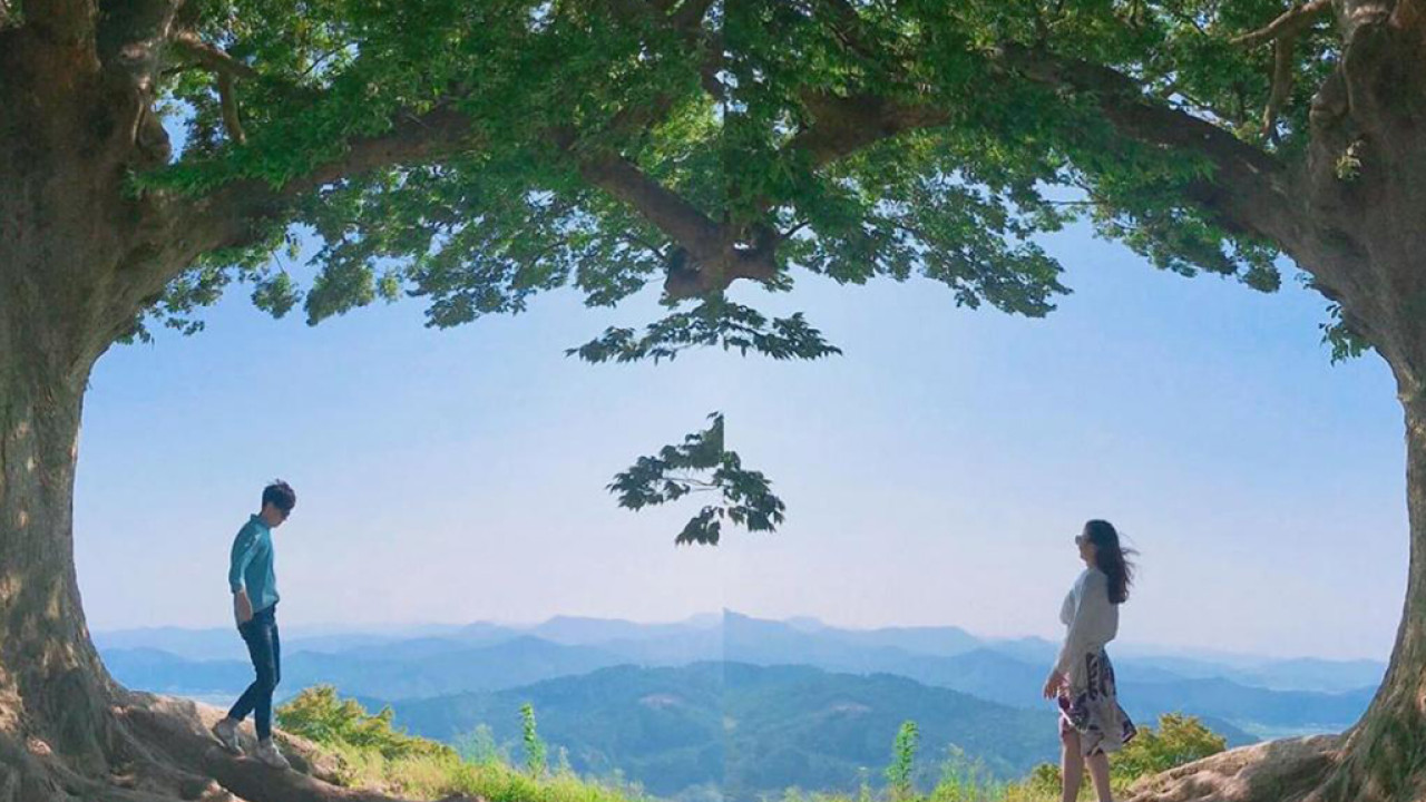韓國超浪漫心形愛情樹 《德魯納酒店》取景地！樹下許願能獲愛情、400年象徵永恆