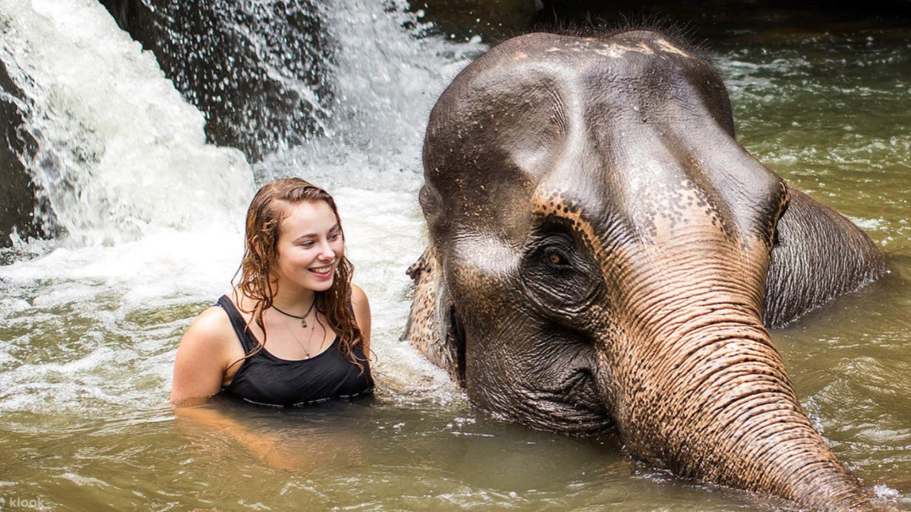 泰國普吉島叢林大象保護區體驗門票$184起！近距離接觸 幫大象沖涼+餵食