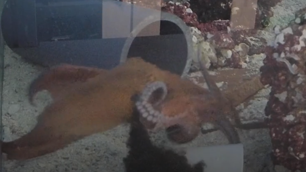 章魚可能會發惡夢？研究：睡覺中途突然驚醒噴墨汁