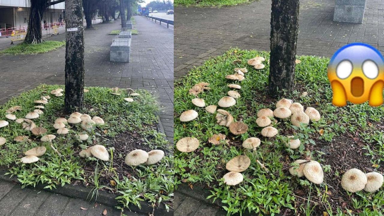 大埔市區驚現大量奇形毒菇 網友呼籲：路邊野菇不要採！