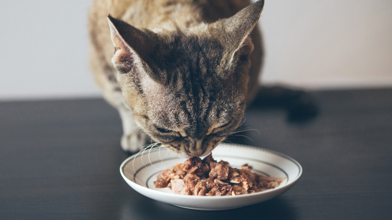 全家食貓罐頭致食物中毒？ 結局反轉：貓罐頭是全餐飯最安全的