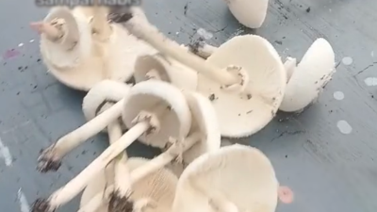 女子教煮好味野生蘑菇湯 食譜片慘變「全家中毒警世片」