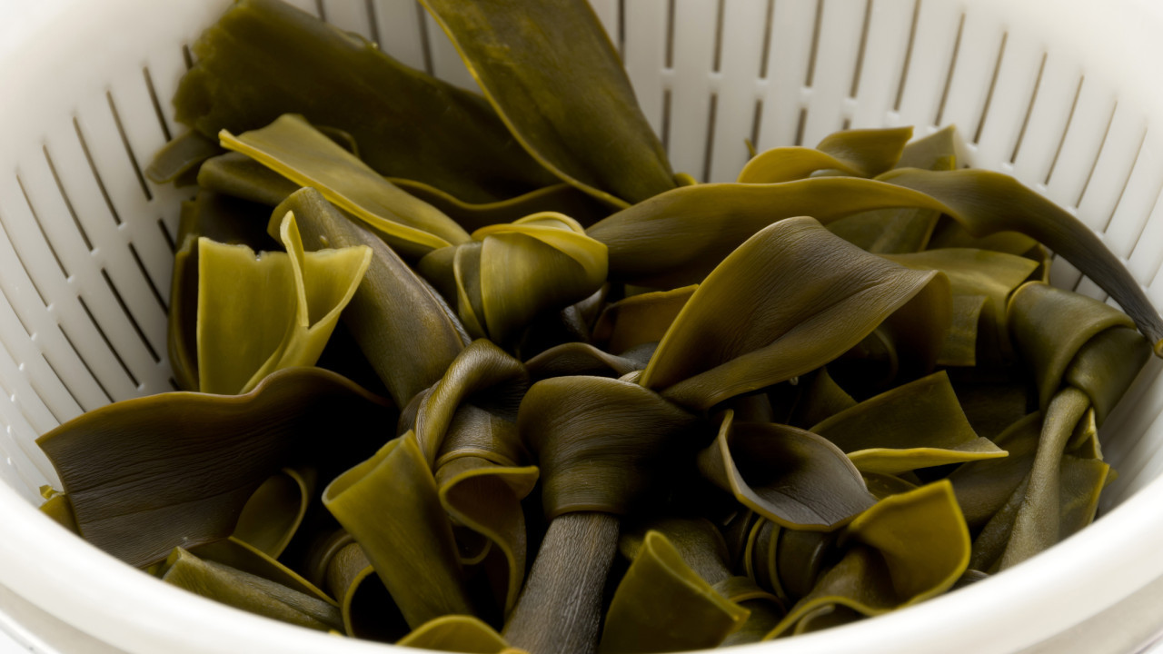 海帶為什麼要打結？ 專家揭2個關鍵原因