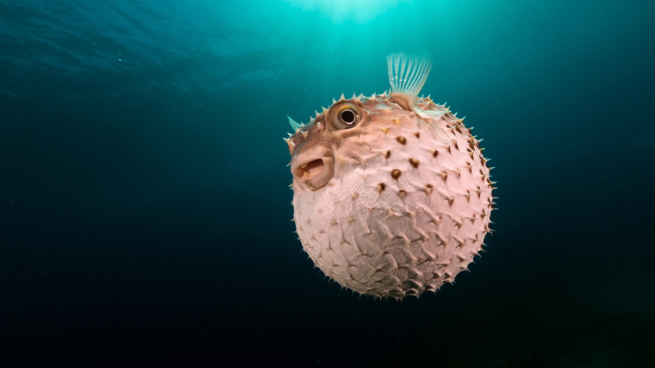 84歲港男釣河豚食中毒送院　衞生署提醒市民：切勿進食河豚