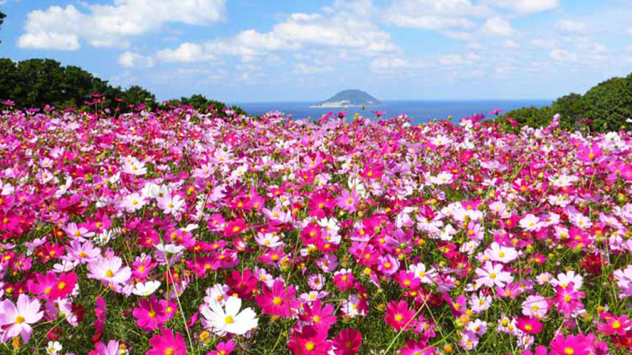 日本自由行2023 | 九州福岡粉紅花海10月初夢幻登場 盛開至11月下旬！多達約80萬棵