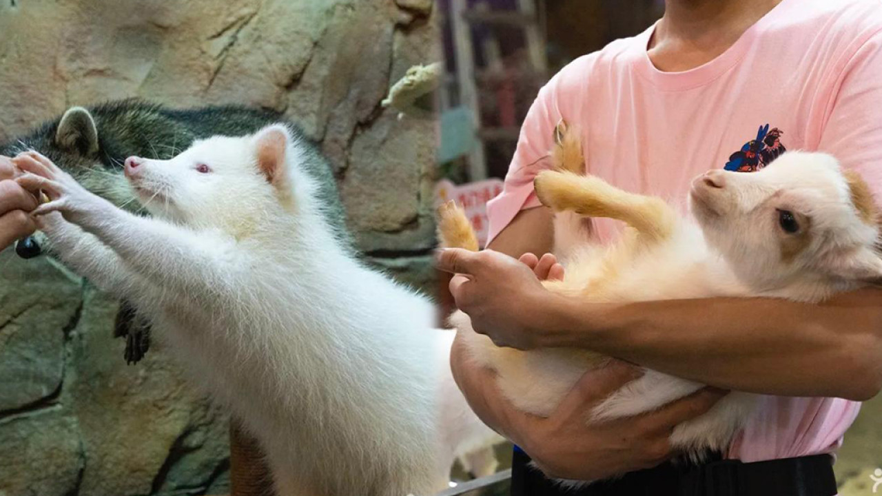 深圳4萬呎室內動物樂園 $96親子玩足一日！逾100種超萌小動物駐場、可零距離接觸