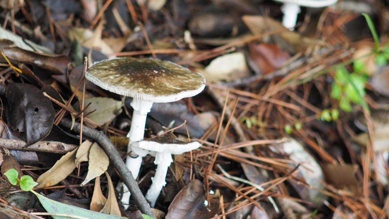 飯後全家中毒兩猝死四送醫 疑誤食「假褐雲斑鵝膏菌」