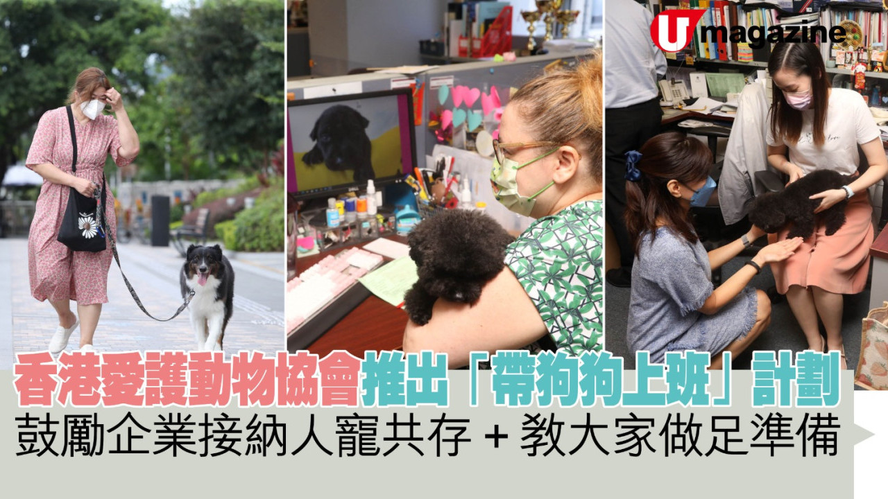 香港愛護動物協會推出「帶狗狗上班」計劃   鼓勵企業接納人寵共存、教大家做足準備