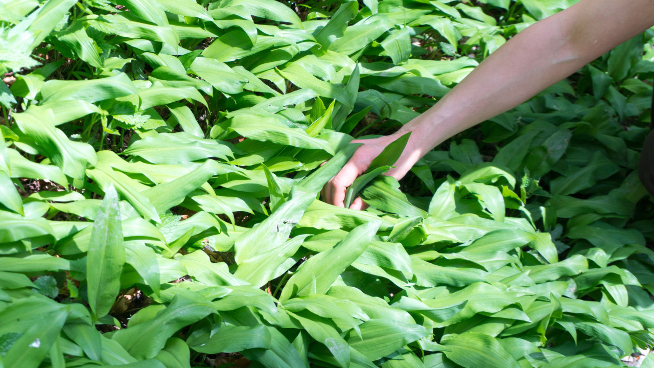 全球首例｜澳洲64歲女腦藏8厘米長蟒蛇寄生蟲 醫生懷疑因摘野生菜直接食用引致