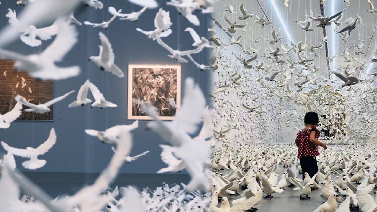 深圳好去處2023 | 華僑城創意文化園夢幻白鴿藝術展登場 多個絕美打卡位！震撼一萬隻鴿子包圍
