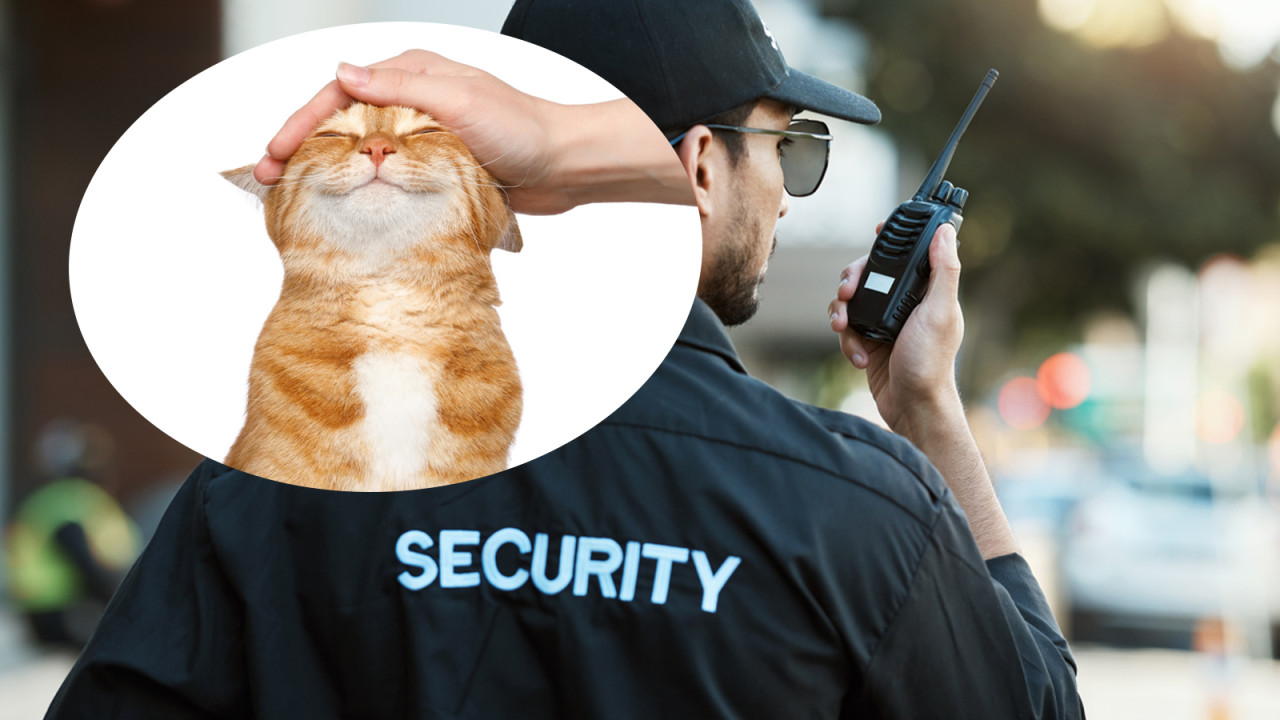 菲律賓大廈聘請新保安貓　每日扮工賣萌！同事：牠是上班動力