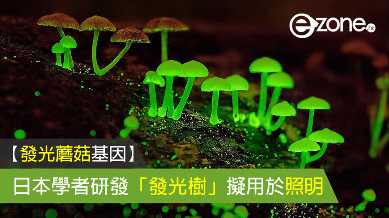 【發光蘑菇基因】日本學者研「發光樹」擬用於 1 個用途！