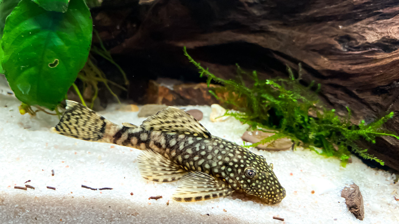 網民生劏清道夫魚做刺身 食安中心：1類魚易惹寄生蟲增癌症風險