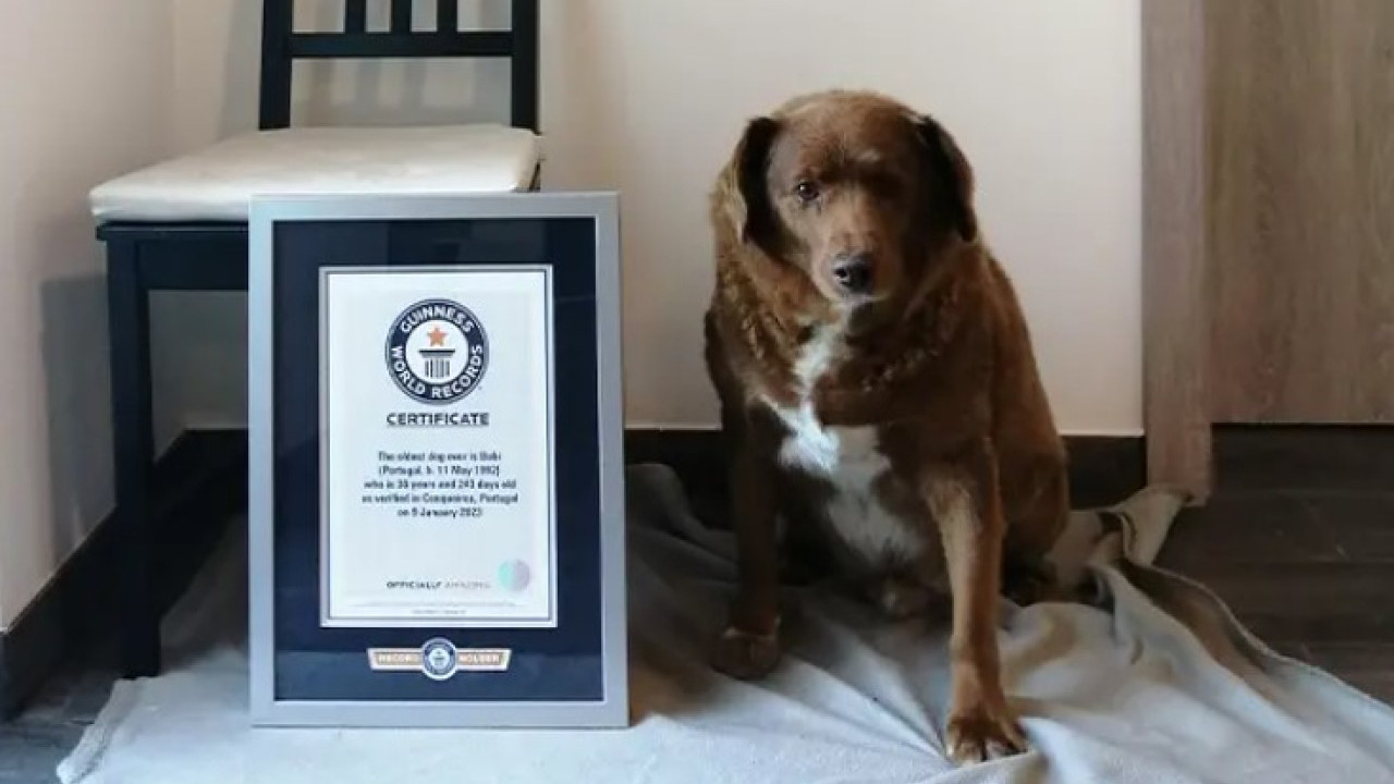 全球最老狗狗去世享年31歲！2月打破健力士紀錄相等於人類217歲