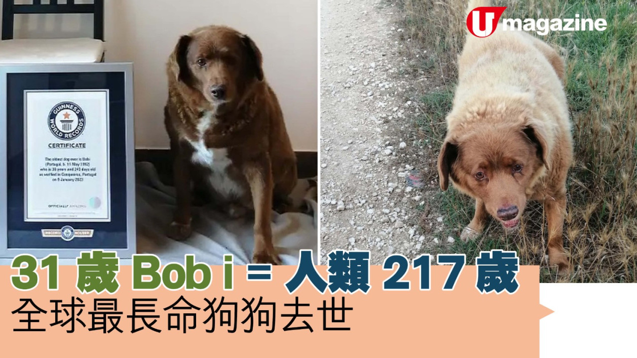 全球最長命狗狗去世  31歲 Bobi=人類 217歲