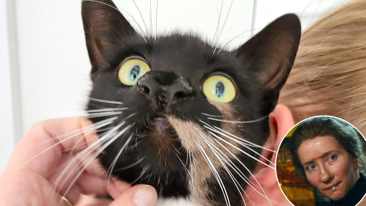 英國小貓擁有2個鼻子超罕見！先天畸形與電影《魔法保姆麥菲》主角撞樣