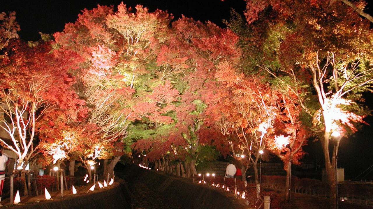 日本紅葉2023 | 富士山河口湖紅葉祭2023開催 免費進場！夜間點燈、秋葉走廊超夢幻