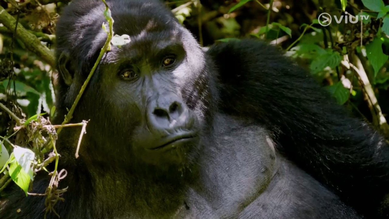 《無制限探險隊》EP8｜20小時車程走入熱帶雨林  追蹤山地大猩猩／非洲白犀牛
