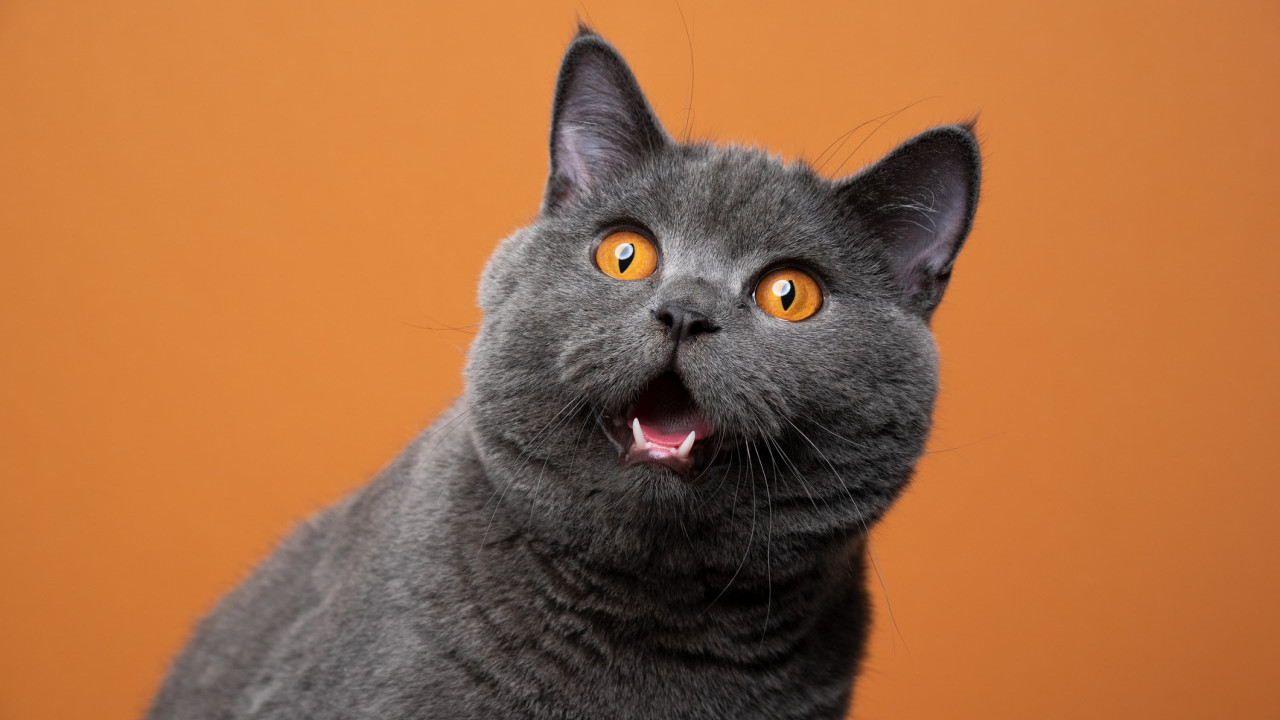 貓不只厭世樣感情豐富！美國研究：貓有接近300種面部表情進行溝通