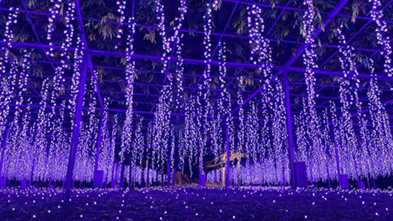 東京足利花卉公園「光之花庭園」夢幻登場！500萬顆LED燈+絕美紫色花海 打卡必去