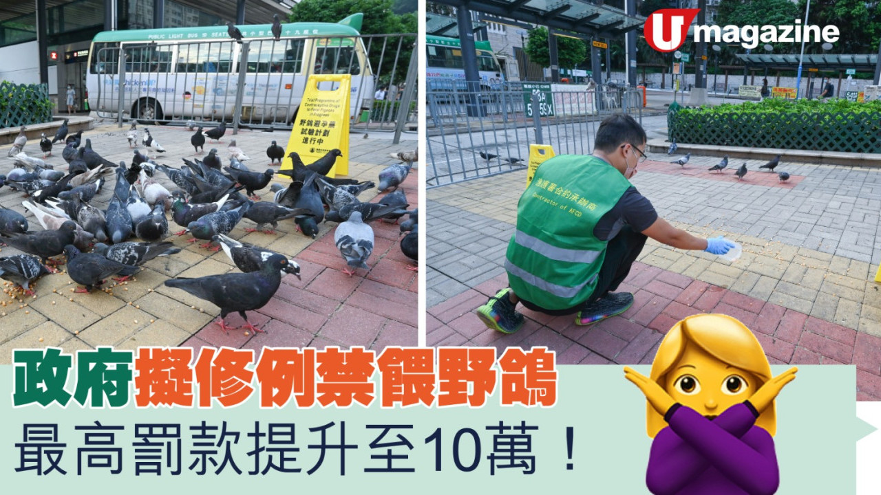 政府擬修例禁餵野鴿 最高罰款提升至10萬！