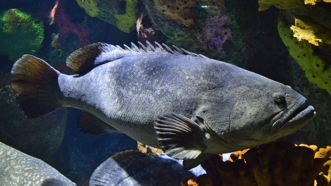 54歲男將軍澳買龍躉食疑中雪卡毒 2小時即手口痲痺暈眩腹瀉