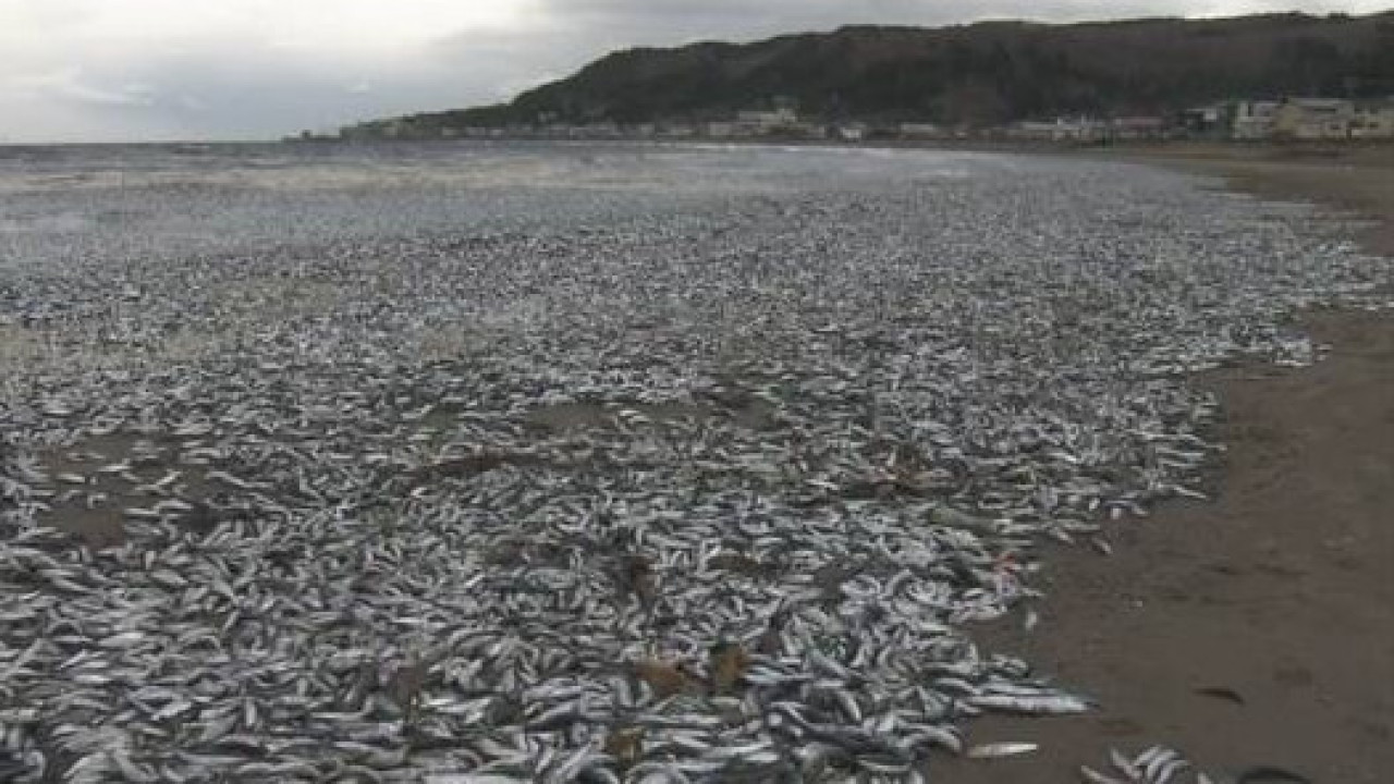 日本北海道海岸驚現千噸沙甸魚屍綿延1公里  當地居民憂是地震先兆