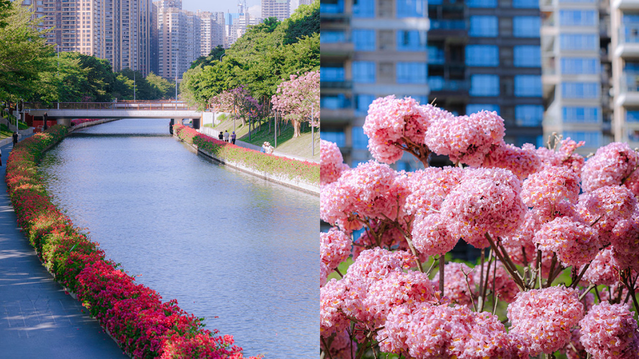 深圳好去處｜南山區花河成新興打卡位！兩岸簕杜鵑花海/紫花風鈴木盛開 (附地鐵前往方式)