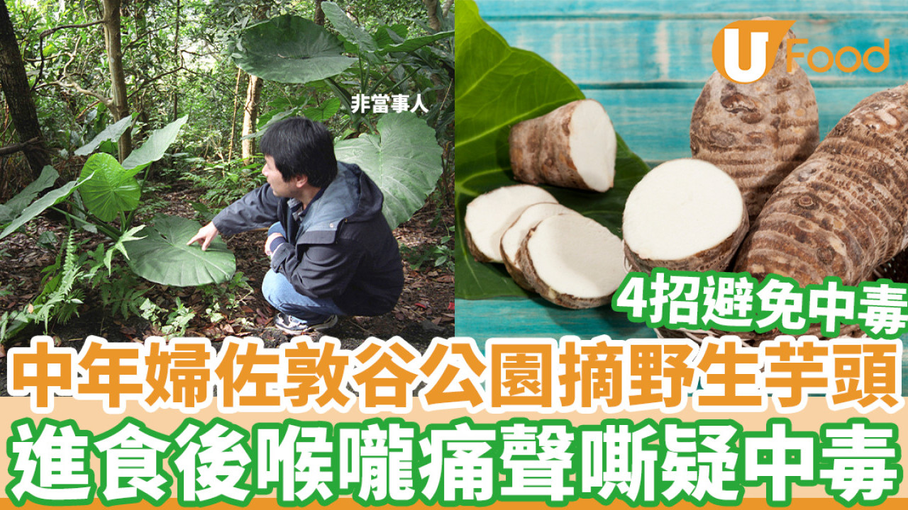 中年婦佐敦谷公園採摘野生芋頭 進食後喉嚨痛聲嘶疑中毒