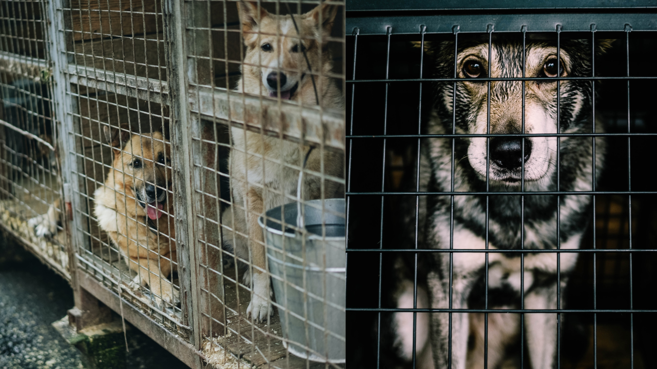南韓立法禁食狗肉 設三年過渡期 2027年起全面禁止產業鏈