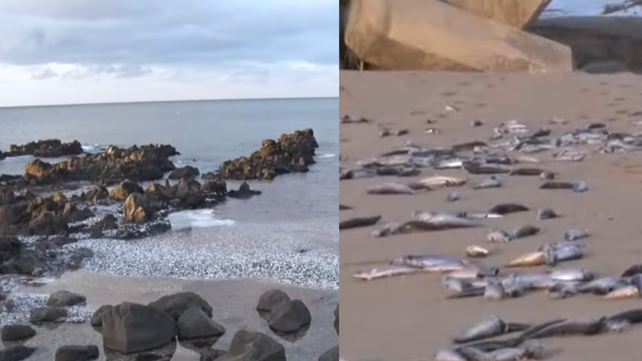 海邊異象！北海道大量死沙甸魚堆積岸邊近1公里 專家估計基於一個原因