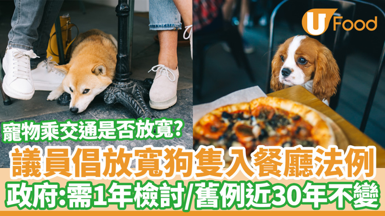 狗入食肆｜議員倡放寬狗隻入餐廳 政府需1年檢討舊法規近30年不變  寵物乘公共交通又是否放寬？