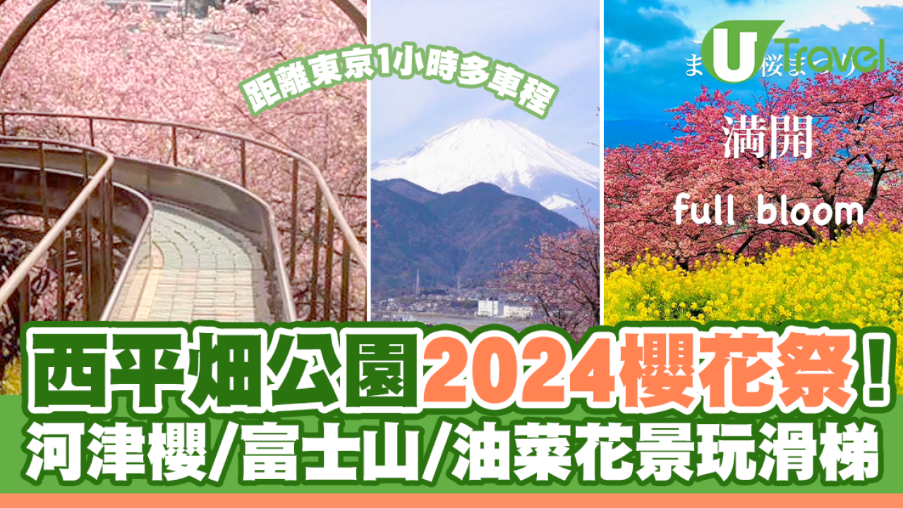 西平畑公園2024櫻花祭開始！河津櫻/富士山/油菜花景玩滑梯