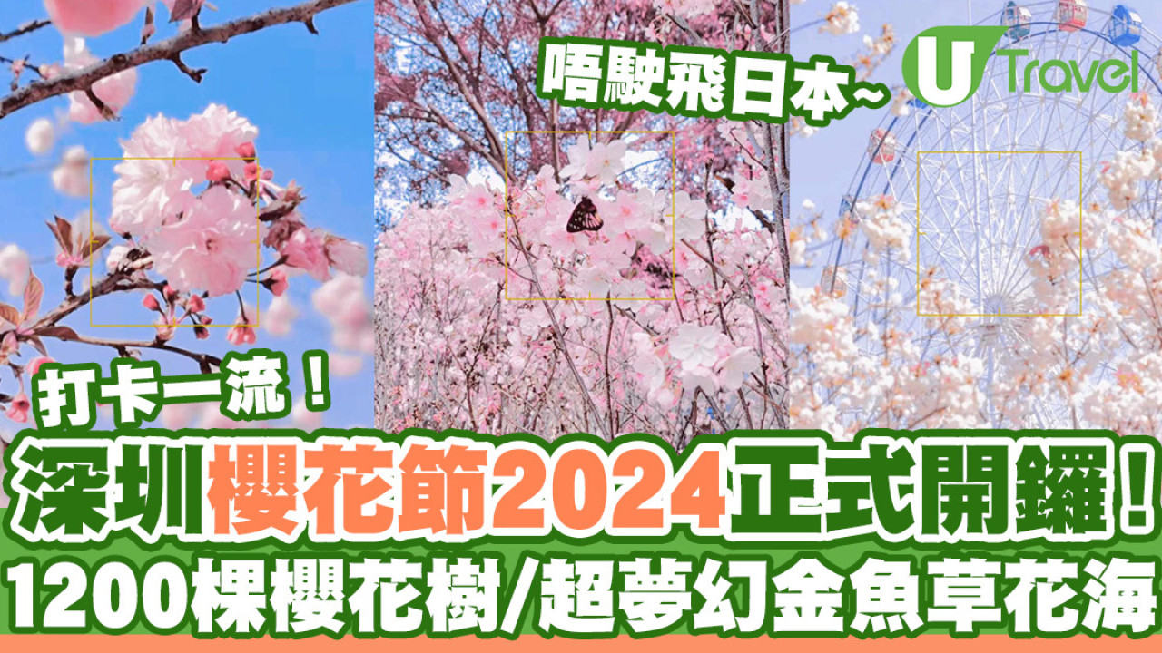 深圳櫻花｜深圳觀瀾湖櫻花節2024開鑼！1200棵櫻花樹下打卡/夢幻桃花+金魚草花海
