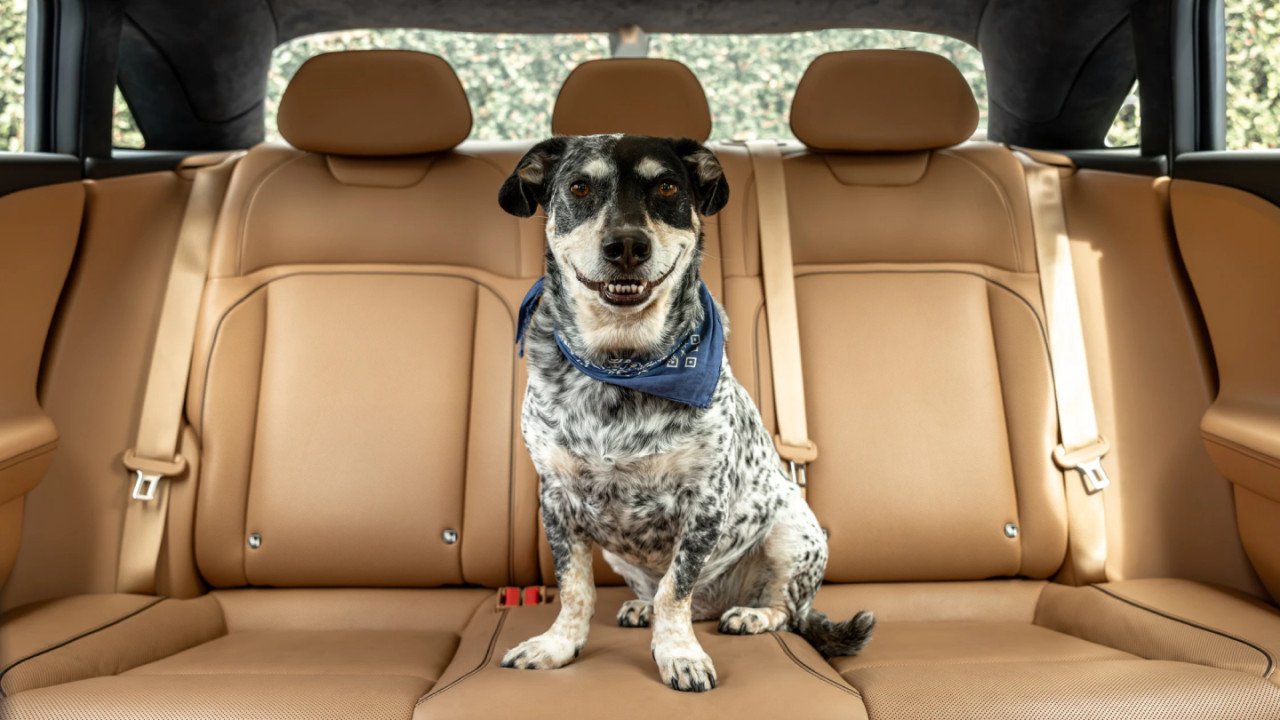 又一電動車追加寵物模式 類似 Tesla Dog Mode