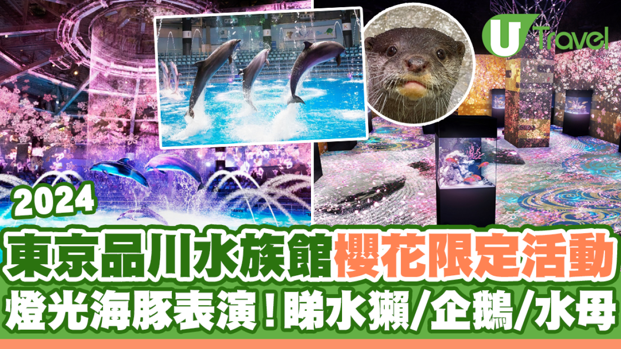東京品川水族館2024櫻花限定活動！浪漫燈光海豚表演！