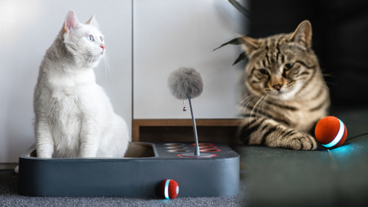 貓咪智能玩具助保持活力！Cheerble 2合一智能互動遊戲板