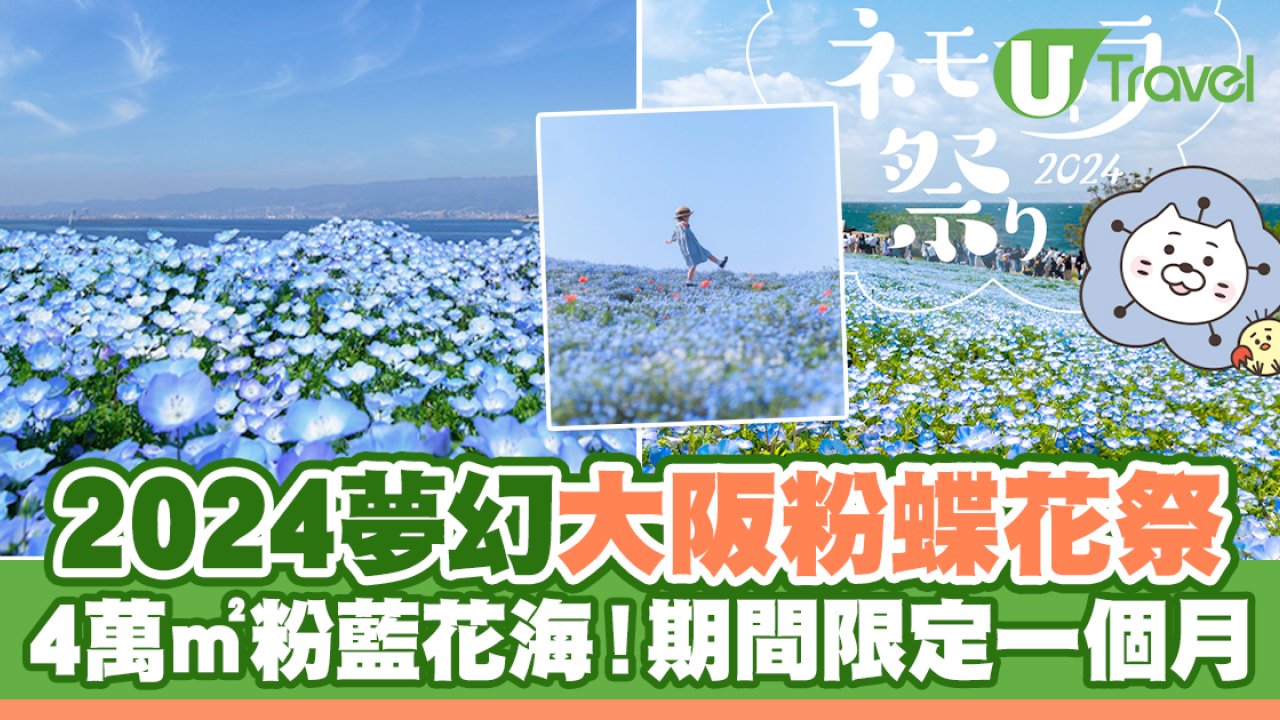 2024大阪粉蝶花祭期間限定一個月！4萬㎡夢幻粉藍花海！