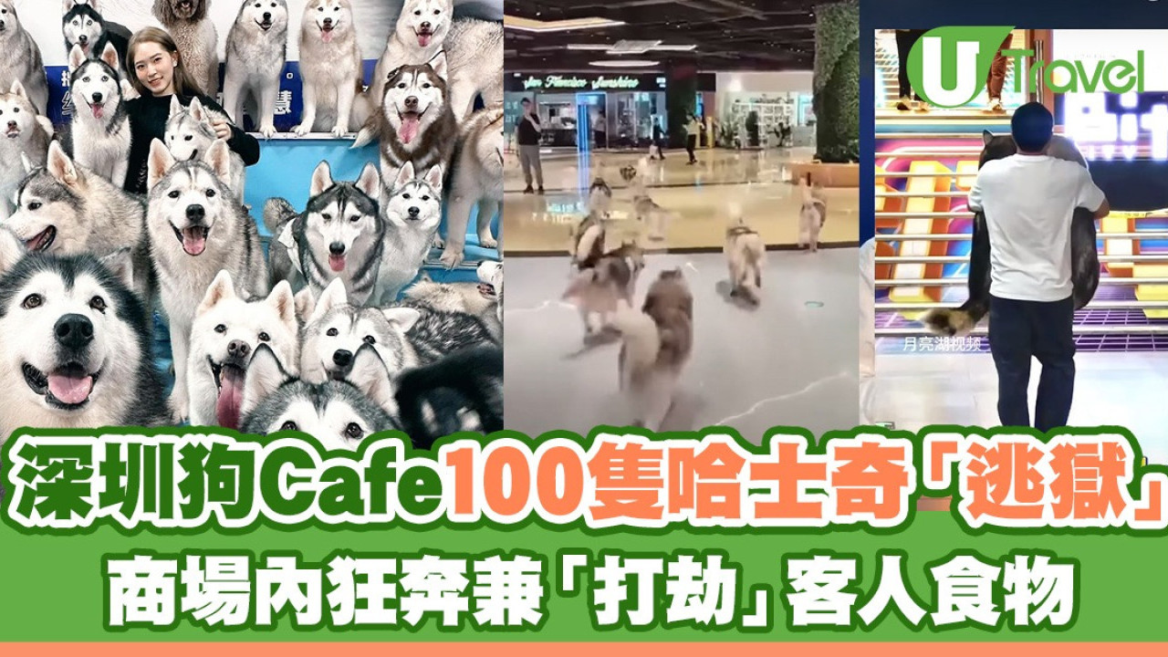 深圳狗Cafe100隻哈士奇「逃獄」 商場內狂奔兼「打劫」客人食物