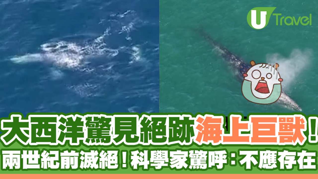 大西洋驚見絕跡兩世紀海上巨獸！科學家大驚：不應存在！