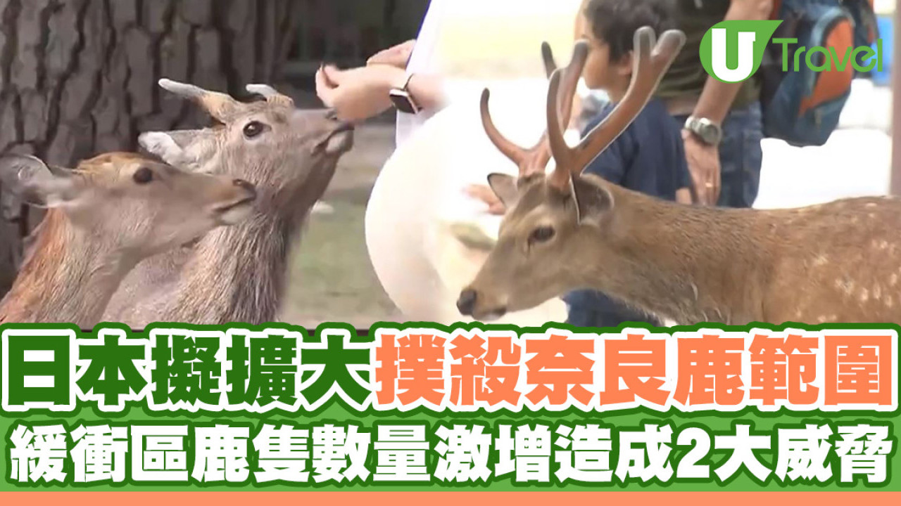 日本擬擴大撲殺奈良鹿範圍 緩衝區鹿隻數量激增造成2大威脅