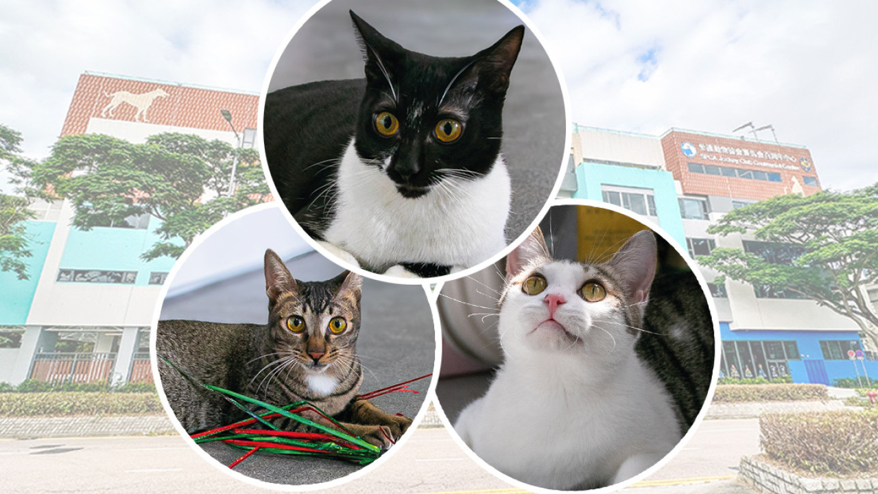 La Société pour la prévention de la cruauté envers les animaux lance un appel urgent pour un grand nombre de chats ayant besoin d’une adoption ou d’un foyer temporaire | Hong Kong Life – Trouver de bons endroits à Hong Kong