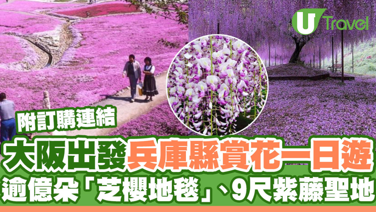 大阪出發兵庫縣賞花一日遊！逾億朵「芝櫻地毯」＋9尺紫藤聖地 附訂購連結