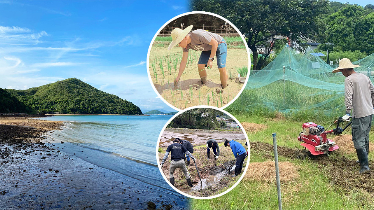 荔枝窩推8日駐村生活體驗 夏日鄉郊深度遊！試做香港農夫/廚神比賽