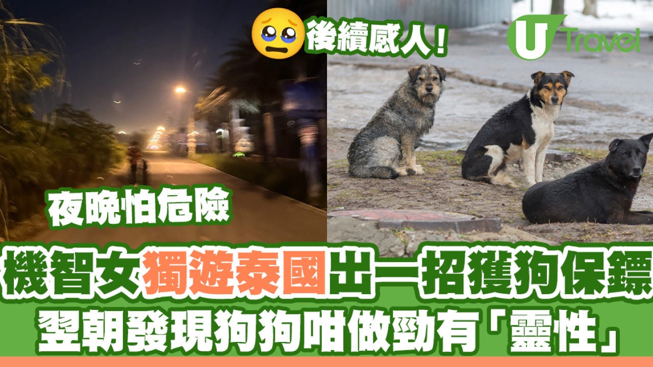 獨遊泰國黑夜返酒店怕危險 機智女出一招獲狗狗保鏢 後續超感人！