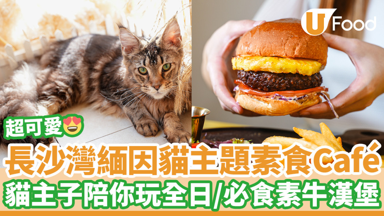 長沙灣緬因貓主題素食Café｜貓主子陪伴玩全日／素牛漢堡